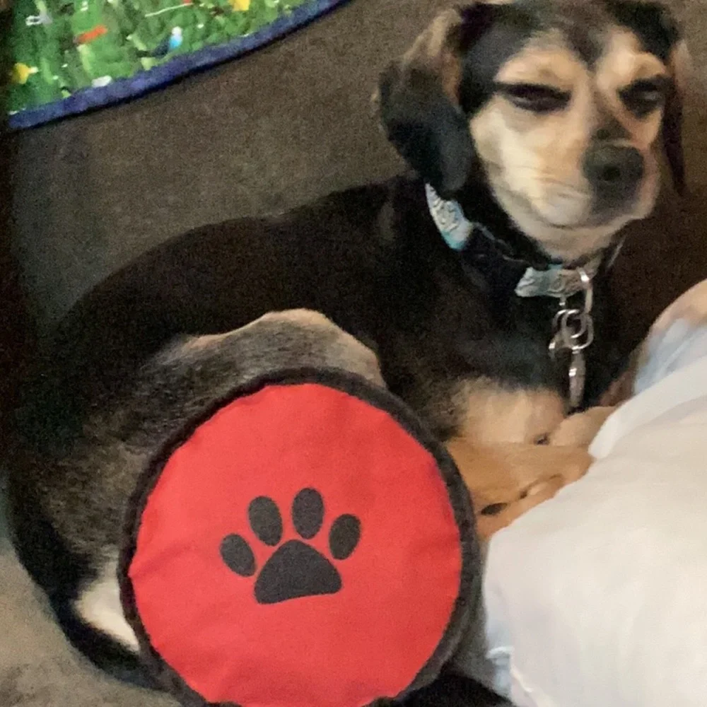 Portable food and water bowl